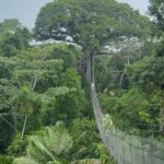 Canopy Tower, Zipline, Kayak, and Monkey Island - Breaking Down the Experience