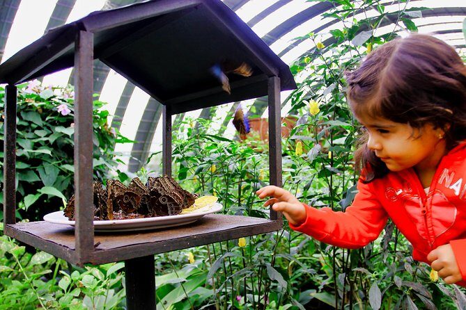 Canopy Zipline & Butterflies From Monteverde - An In-Depth Look at the Monteverde Zipline & Wildlife Tour