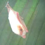 Carara National Park Tour - Who Should Book This Tour?