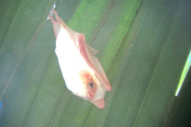 Carara National Park Tour - Who Should Book This Tour?