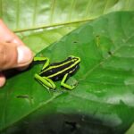 Carpishuyacu Waterfall Adventure - Who Should Consider This Tour?