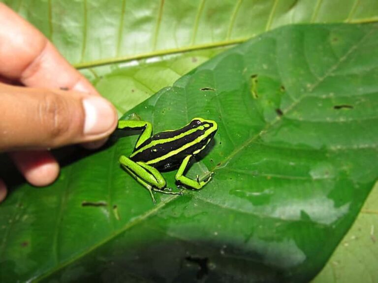 Carpishuyacu Waterfall Adventure - Who Should Consider This Tour?