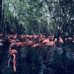 CARTAGENA: Aviary and Beach Day Trip with Lunch - A Journey Through Colombia’s Birdlife and Coastal Charms