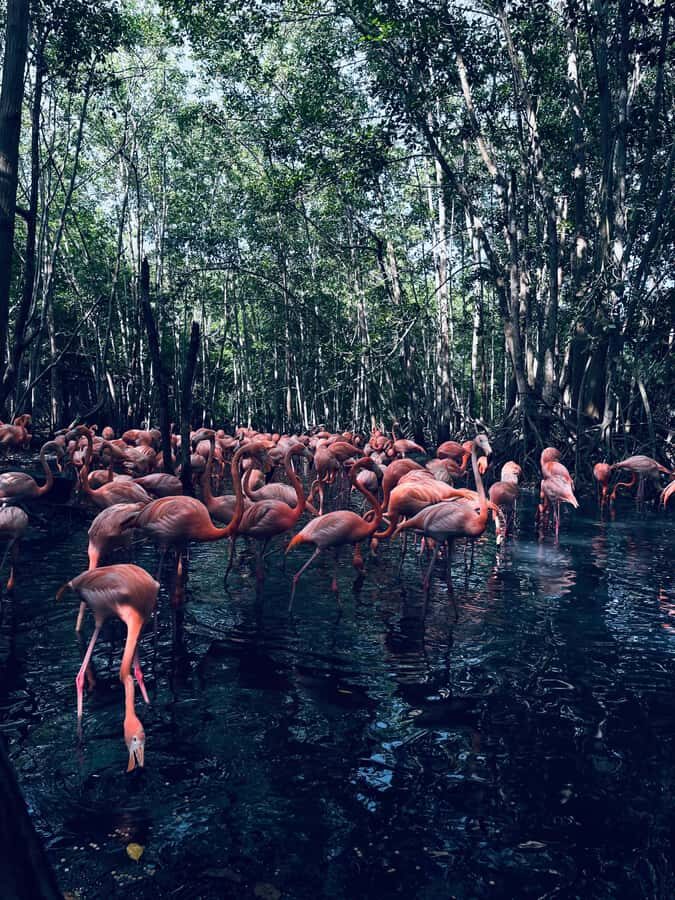 CARTAGENA: Aviary and Beach Day Trip with Lunch - A Journey Through Colombia’s Birdlife and Coastal Charms