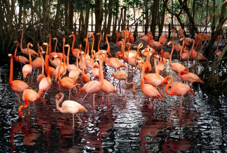 Cartagena: Daytour Aviary and Playa blanca, Barú by bus! - Is This Tour Worth It?