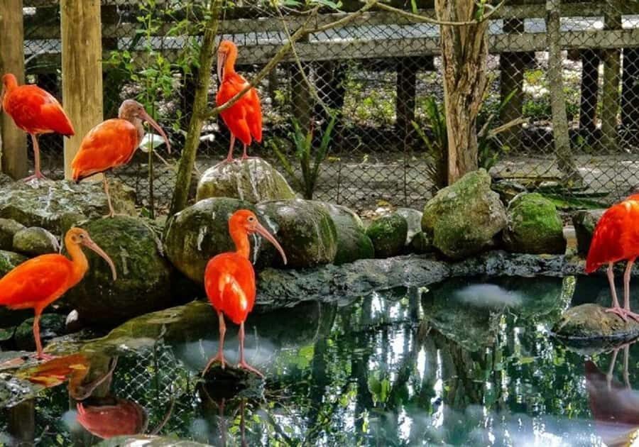 Cartagena: Entrance to the AVIARY with TRANSFER INCLUDED - Final Thoughts: Is It Worth It?