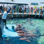 CARTAGENA: EXCURSION to the Rosario Islands by boat and white beach by bus. - The Itinerary Breakdown: What to Expect