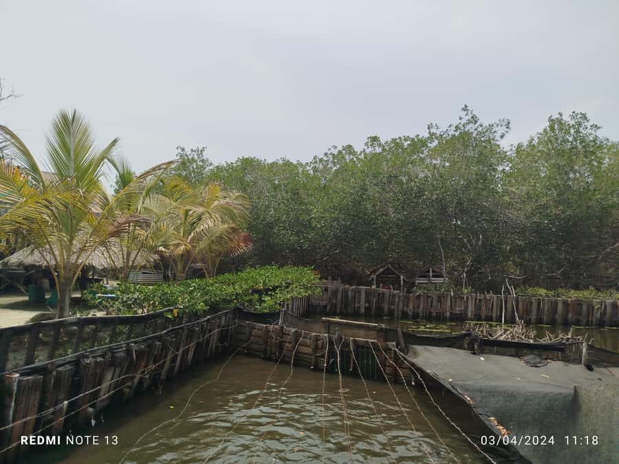 Cartagena: FISHERMEN'S ISLAND IN THE MANGROVES by canoe - Final Thoughts