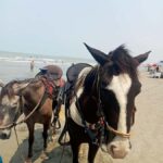 Cartagena: Horse Riding on the Beach with Photos and Lunch - An In-Depth Look at the Horseback Beach Ride