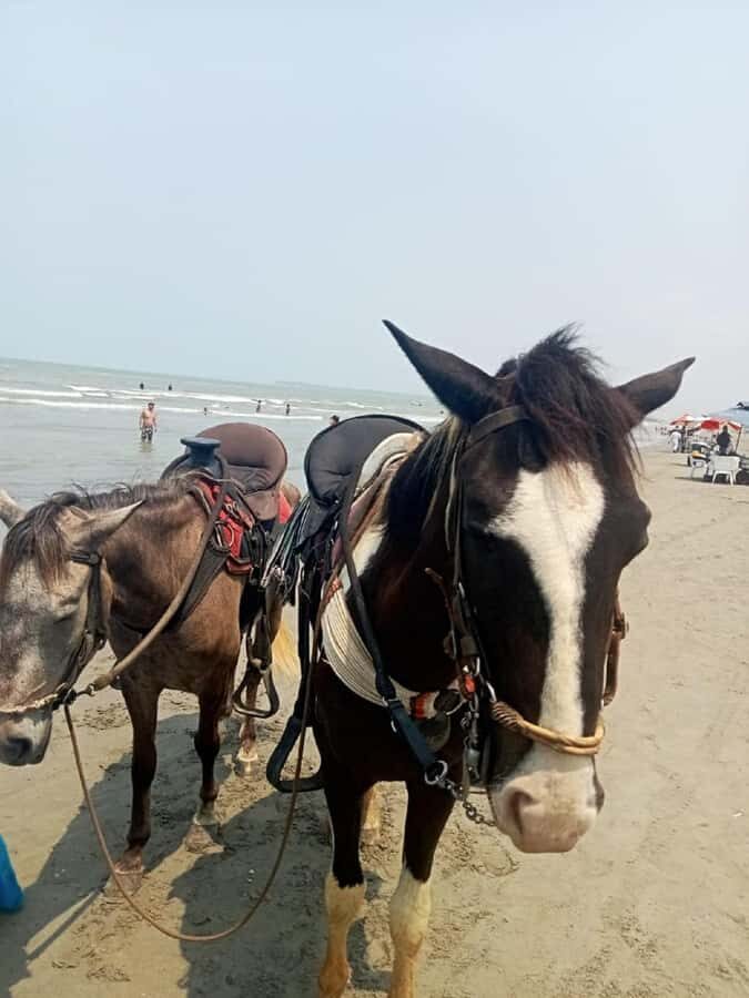 Cartagena: Horse Riding on the Beach with Photos and Lunch - An In-Depth Look at the Horseback Beach Ride