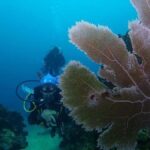 Cartagena: PADI Advanced Open Water Diver Course - Who Should Consider This Tour?