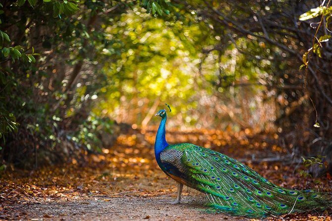 Cartagena private aviary tour - Who Will Love This Tour?