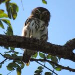 Cartagena: Private Bird-Watching Tour with Breakfast - Who Should Consider This Tour?