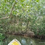 Cartagena: Private Sail in the mangrove GUIDE in ENGLISH - In-Depth Review of the Cartagena Mangrove Private Sail Tour