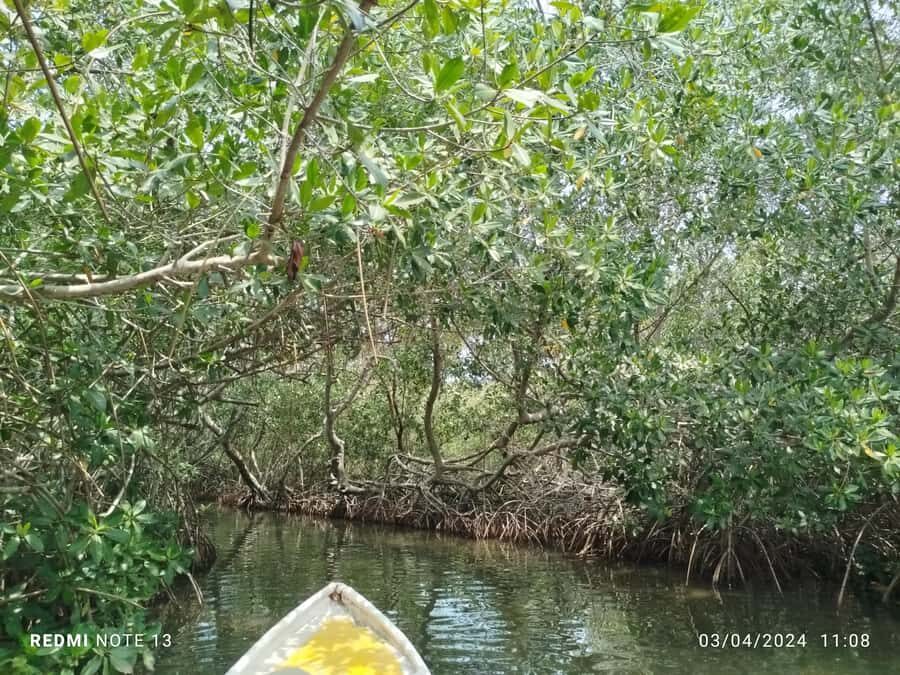 Cartagena: Private Sail in the mangrove GUIDE in ENGLISH - In-Depth Review of the Cartagena Mangrove Private Sail Tour