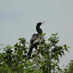 Cartagena: Private tour of bird watching in the Canal del dique - Is It Worth the Price?