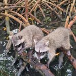 Cartagena: Raccoon Island Snorkel, Mangrove, Photos & Lunch - What Travelers Say: Authentic Perspectives