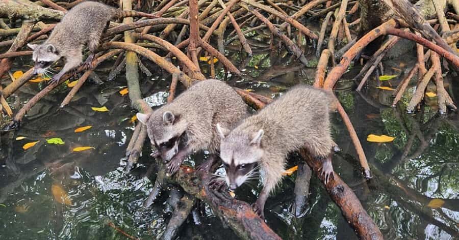 Cartagena: Raccoon Island Snorkel, Mangrove, Photos & Lunch - What Travelers Say: Authentic Perspectives
