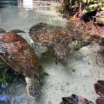 Cartagena: Rosario Islands and Cholon VIP Party Boat Tour - What Makes This Tour Stand Out?