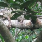 Cartagena: Sail in the mangroves of Cartagena - What Makes This Tour Stand Out?