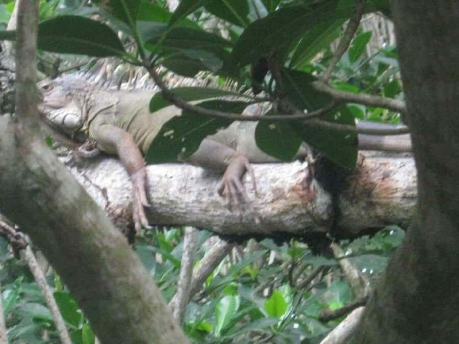 Cartagena: Sail in the mangroves of Cartagena - What Makes This Tour Stand Out?
