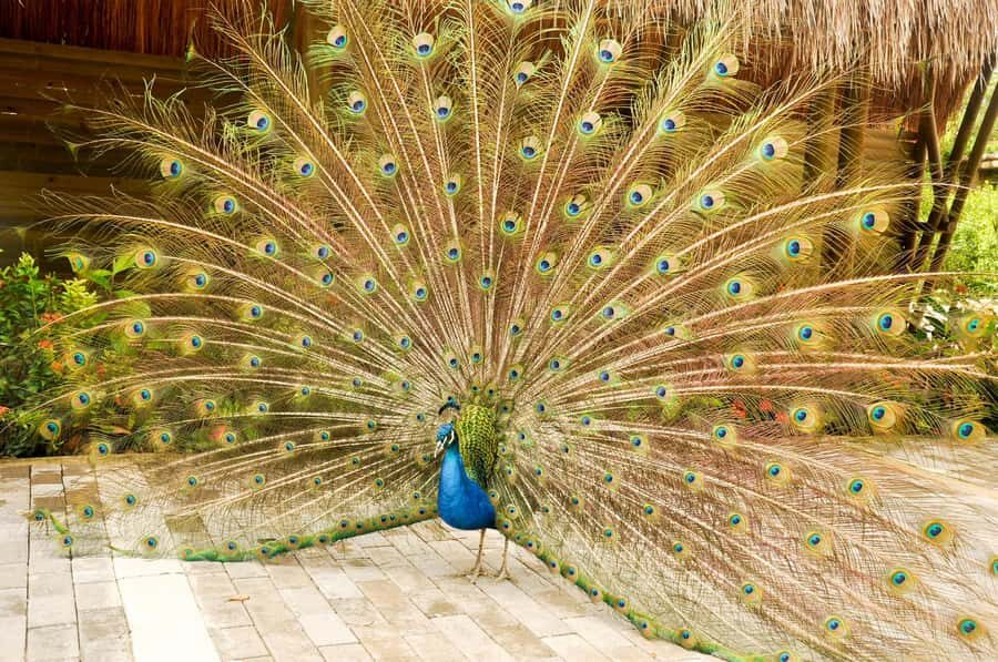 Cartagena to National Aviary Excursion - Why This Tour Is Worth Considering