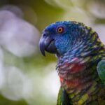 Castries, St. Lucia  Guided Birdwatching Tour - A Closer Look at the Guided Birdwatching Tour