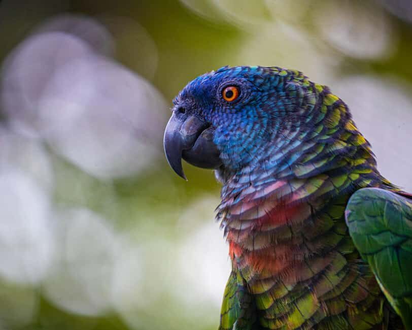 Castries, St. Lucia Guided Birdwatching Tour - A Closer Look at the Guided Birdwatching Tour