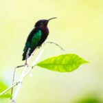 Castries St Lucia: Guided Rainforest Hike  Jacquot Trail - Final Thoughts