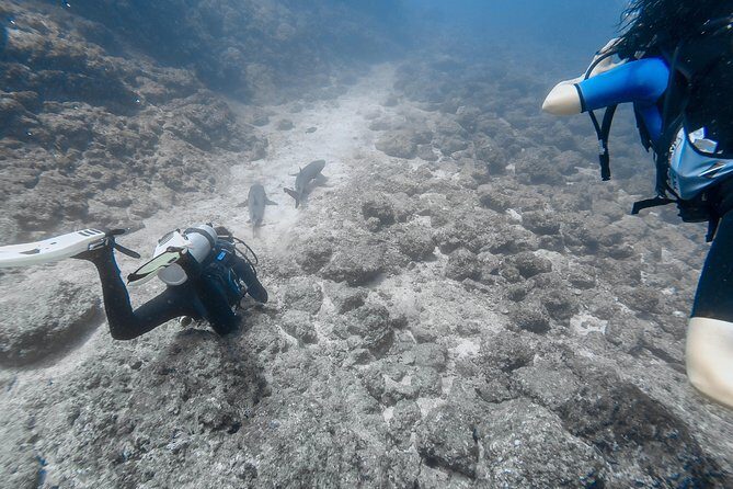 Catalina Island Diving Tour From Tamarindo - Certified Only - Who Will Love This Tour?