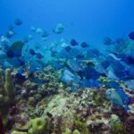 Catalina Island Scuba Diving Adventure The Wall & The Aquarium - Exploring Catalina Island: What to Expect from This Dive Tour