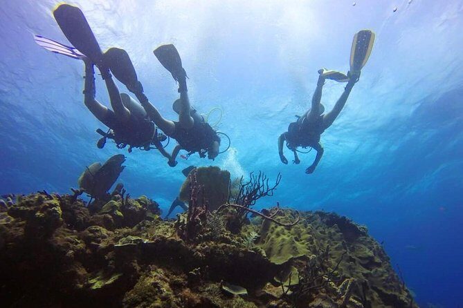 Catalina Island Scuba Diving and Snorkeling Tour from Punta Cana - What’s Included and What to Keep in Mind