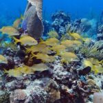 Catalina Island Snorkel Excursion from Punta Cana - Who Will Love This Tour?