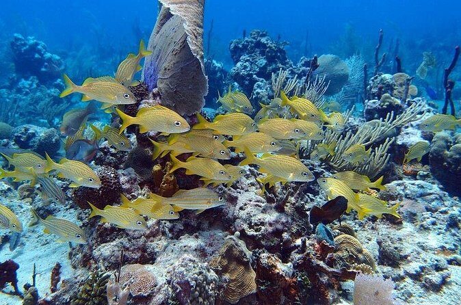 Catalina Island Snorkel Excursion from Punta Cana - Who Will Love This Tour?