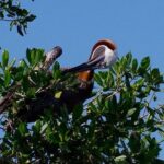 Catalina Island - Snorkeling tour on a luxury catamaran - A Closer Look at the Catalina Island Snorkeling Tour on a Luxury Catamaran