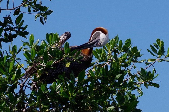 Catalina Island - Snorkeling tour on a luxury catamaran - A Closer Look at the Catalina Island Snorkeling Tour on a Luxury Catamaran