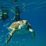 Catamaran and Snorkeling Cruise At Carlisle Bay - Final Thoughts: Who Should Book?