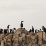 Catamaran Tour through the Beagle Channel and Penguins in Isla Martillo - In-Depth Review of the Experience