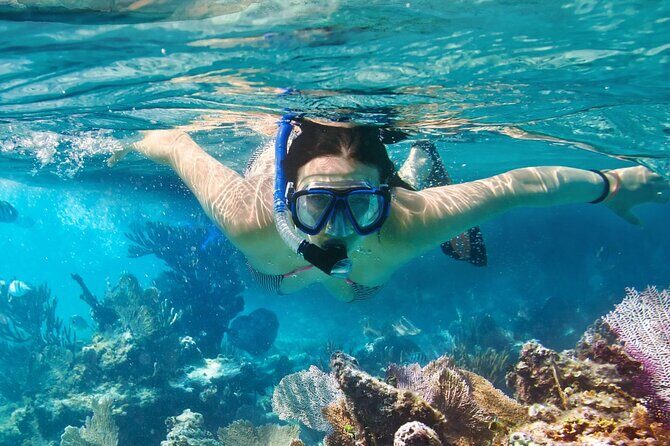 Catlina Island | Free Diving and Transportation - Who This Tour Is Best For