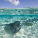 Cayman Combo Tour: Starfish Point, Stingray City & Coral Gardens - Practical Tips for the Tour