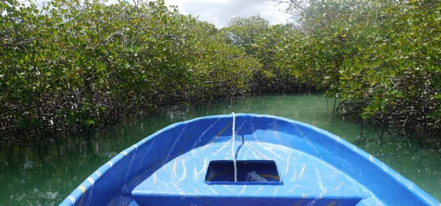Cayo Arena & Mangroves Tour with Snorkeling & Food - Practical Tips for Making the Most of This Tour