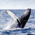 Cayo Levantado, Isla Bacardí and Whale Watching in Samaná - Transportation & Timing