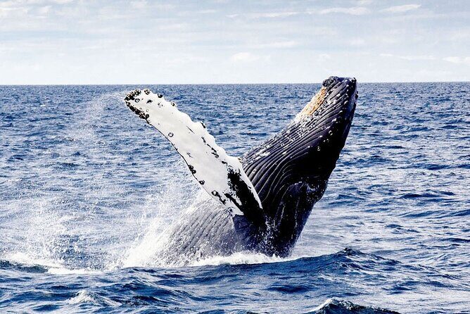 Cayo Levantado, Isla Bacardí and Whale Watching in Samaná - Transportation & Timing