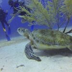 Certified 2-Tank Scuba Diving Tour from Montego Bay - What the Gear and Logistics Mean for You