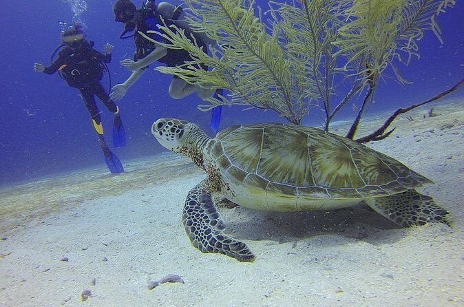 Certified 2-Tank Scuba Diving Tour from Montego Bay - What the Gear and Logistics Mean for You