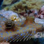 Champagne Reef, Bubble Beach and Scotts Head Snorkeling tour by boat in Dominica - The Itinerary in Detail