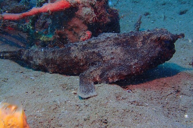 Champagne Reef Snorkeling Tour at volcanic hot Bubbles Dominica - A Deep Dive into the Champagne Reef Snorkeling Experience