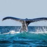 Chañaral de Aceituno Boat ticket - A Closer Look at the Chañaral de Aceituno Boat Tour