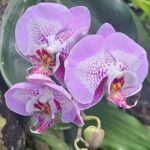 Children's Botanical Garden in St. Thomas USVI - Conclusions