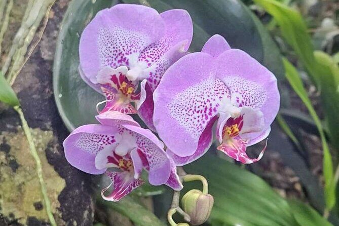 Children's Botanical Garden in St. Thomas USVI - Conclusions